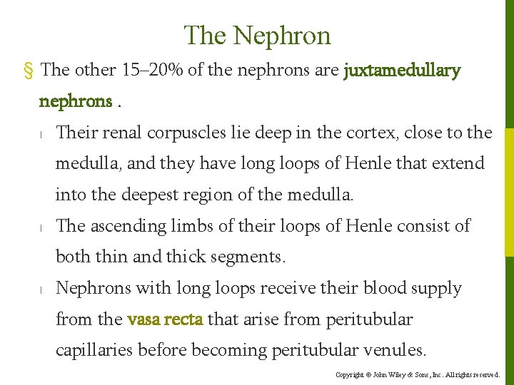 The Nephron § The other 15– 20% of the nephrons are juxtamedullary nephrons. l
