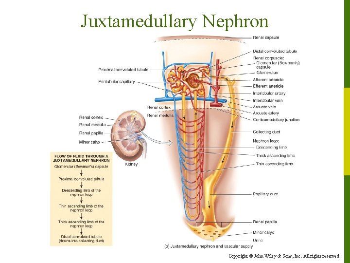 Juxtamedullary Nephron Copyright © John Wiley & Sons, Inc. All rights reserved. 