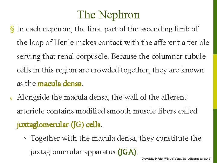 The Nephron § In each nephron, the final part of the ascending limb of