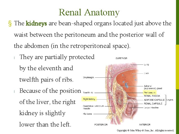 Renal Anatomy § The kidneys are bean-shaped organs located just above the waist between