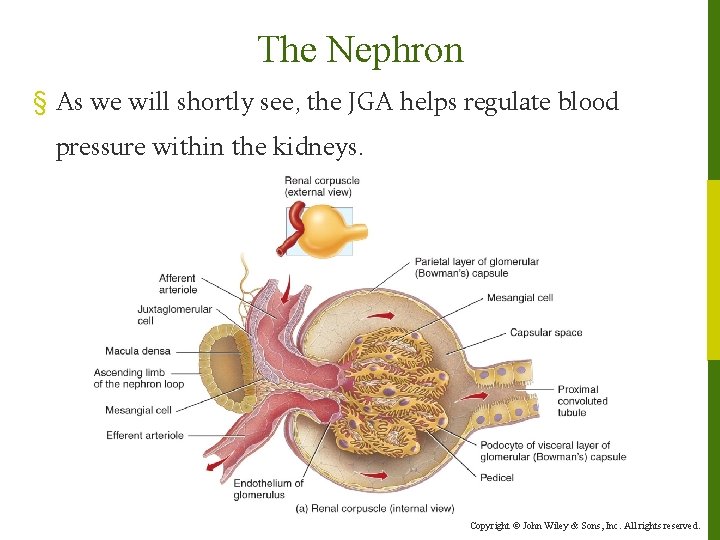 The Nephron § As we will shortly see, the JGA helps regulate blood pressure