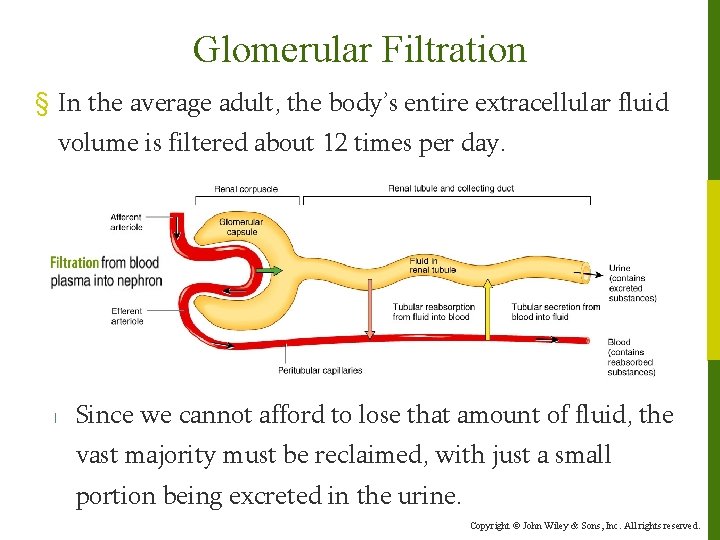 Glomerular Filtration § In the average adult, the body’s entire extracellular fluid volume is