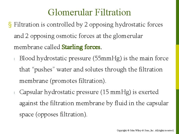 Glomerular Filtration § Filtration is controlled by 2 opposing hydrostatic forces and 2 opposing