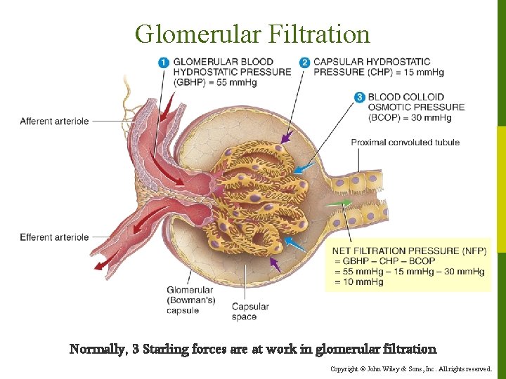 Glomerular Filtration Normally, 3 Starling forces are at work in glomerular filtration Copyright ©