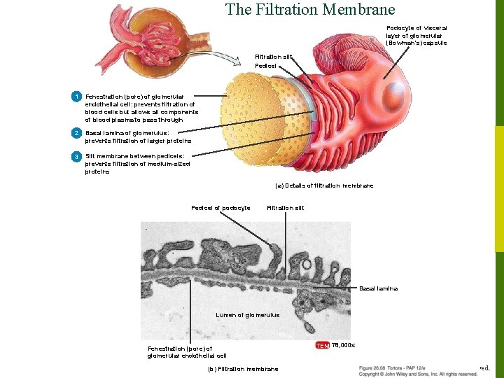 The Filtration Membrane Podocyte of visceral layer of glomerular (Bowman’s) capsule Filtration slit Pedicel