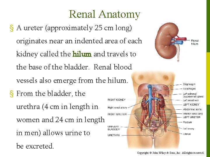 Renal Anatomy § A ureter (approximately 25 cm long) originates near an indented area