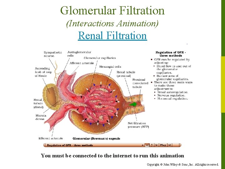 Glomerular Filtration (Interactions Animation) Renal Filtration You must be connected to the internet to