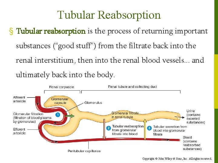 Tubular Reabsorption § Tubular reabsorption is the process of returning important substances (“good stuff”)