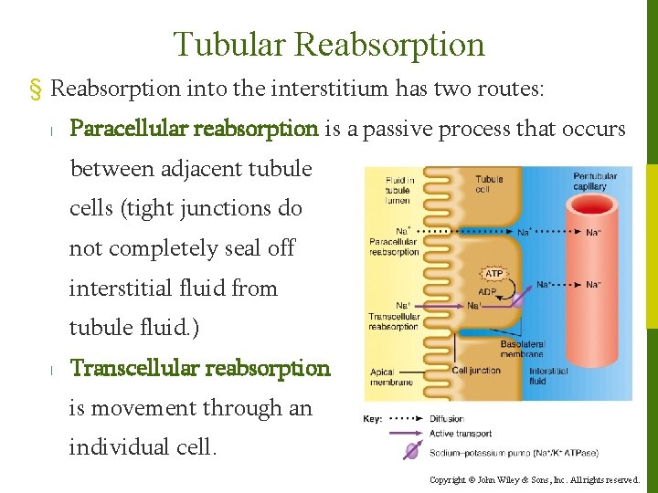 Tubular Reabsorption § Reabsorption into the interstitium has two routes: l Paracellular reabsorption is