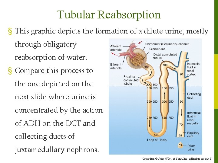 Tubular Reabsorption § This graphic depicts the formation of a dilute urine, mostly through
