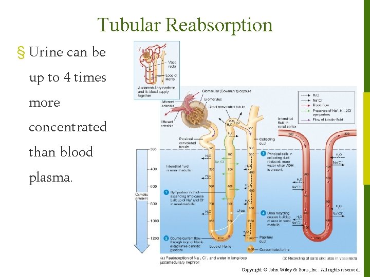 Tubular Reabsorption § Urine can be up to 4 times more concentrated than blood