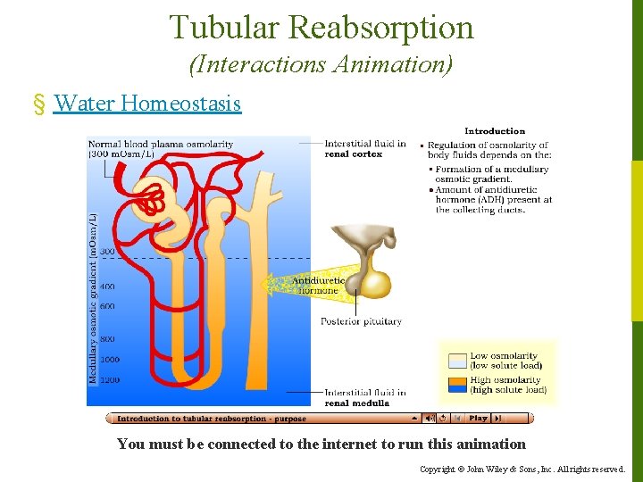 Tubular Reabsorption (Interactions Animation) § Water Homeostasis You must be connected to the internet