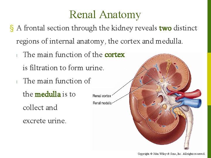 Renal Anatomy § A frontal section through the kidney reveals two distinct regions of