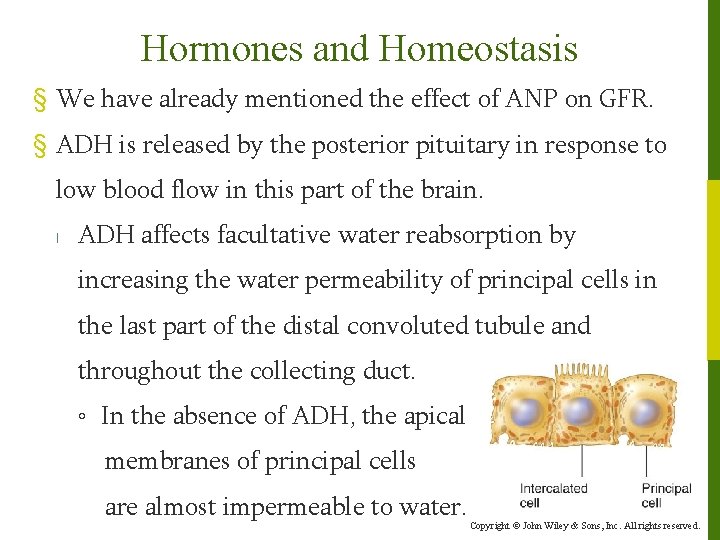 Hormones and Homeostasis § We have already mentioned the effect of ANP on GFR.