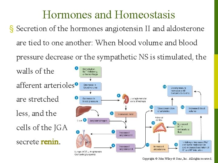Hormones and Homeostasis § Secretion of the hormones angiotensin II and aldosterone are tied