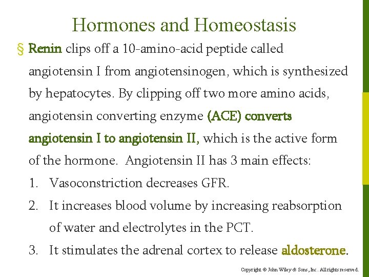 Hormones and Homeostasis § Renin clips off a 10 -amino-acid peptide called angiotensin I