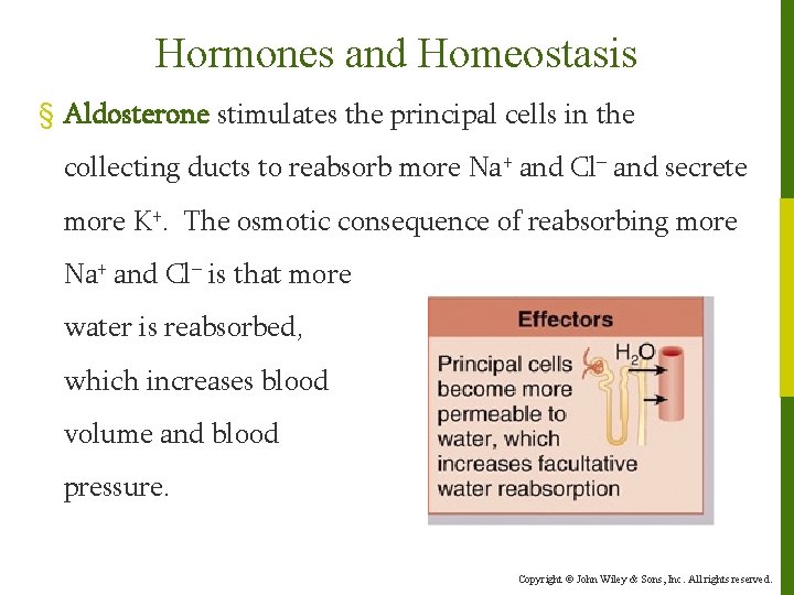 Hormones and Homeostasis § Aldosterone stimulates the principal cells in the collecting ducts to