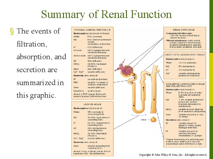 Summary of Renal Function § The events of filtration, absorption, and secretion are summarized