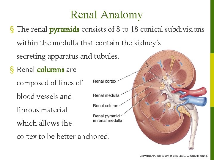 Renal Anatomy § The renal pyramids consists of 8 to 18 conical subdivisions within