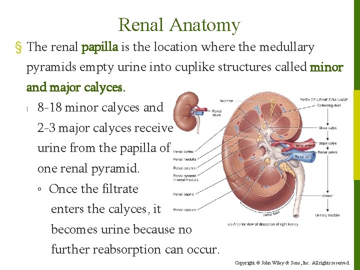 Renal Anatomy § The renal papilla is the location where the medullary pyramids empty