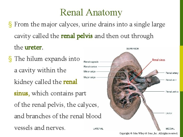 Renal Anatomy § From the major calyces, urine drains into a single large cavity