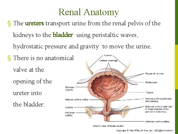 Renal Anatomy § The ureters transport urine from the renal pelvis of the kidneys