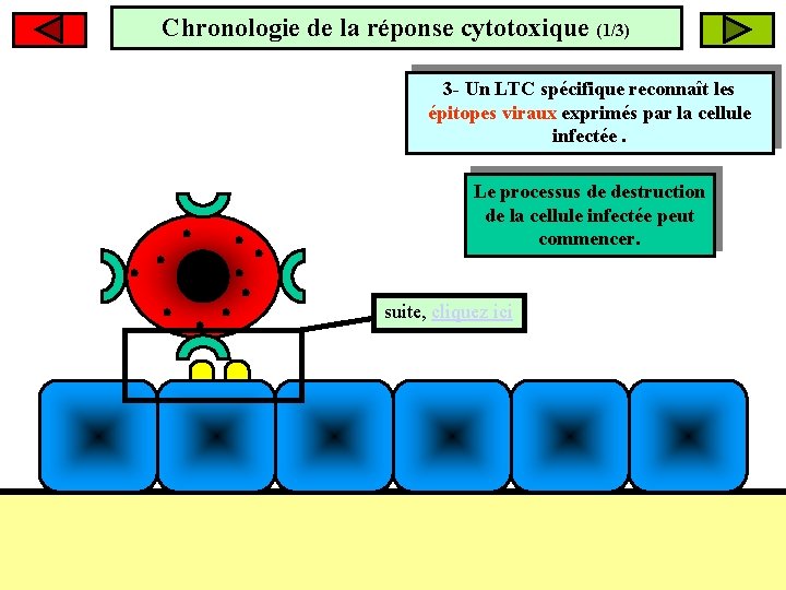Chronologie de la réponse cytotoxique (1/3) 2 - La cellule infectée exprime des épitopes