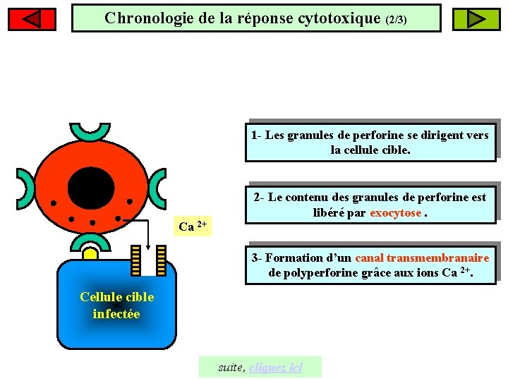Chronologie de la réponse cytotoxique (2/3) 1 - Les granules de perforine se dirigent