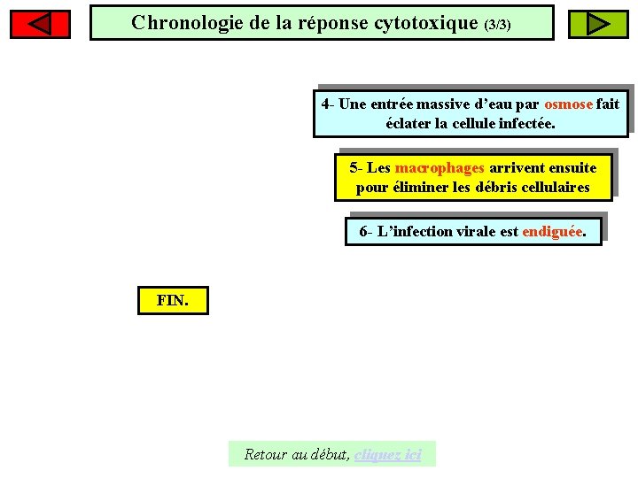 Chronologie de la réponse cytotoxique (3/3) 4 - Une entrée massive d’eau par osmose