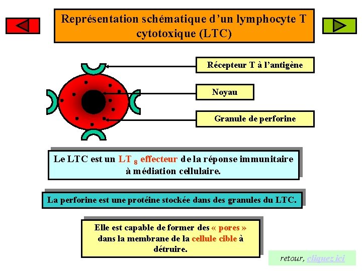 Représentation schématique d’un lymphocyte T cytotoxique (LTC) Récepteur T à l’antigène Noyau Granule de