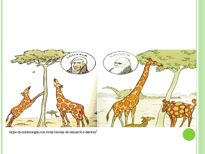 https: //pontobiologia. com. br/as-teorias-de-lamarck-e-darwin / https: //pontobiologia. com. br/as-teorias-de-lamarck-e-darwin /