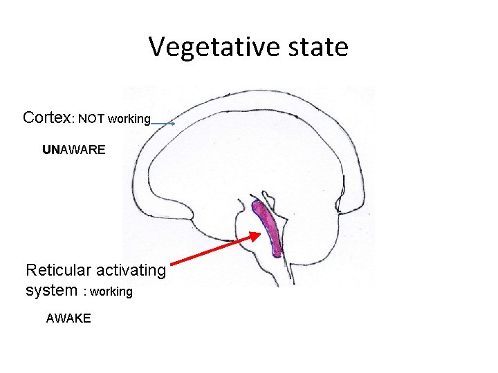 Vegetative state Cortex: NOT working UNAWARE Reticular activating system : working AWAKE 