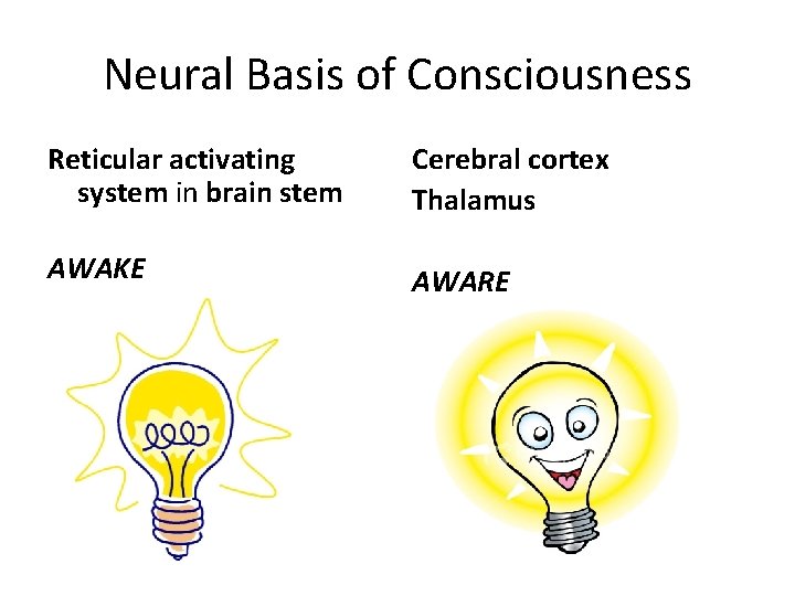 Neural Basis of Consciousness Reticular activating system in brain stem Cerebral cortex Thalamus AWAKE