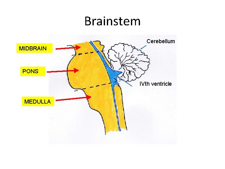 Brainstem Cerebellum MIDBRAIN PONS IVth ventricle MEDULLA 