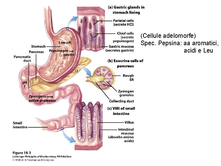 (Cellule adelomorfe) Spec. Pepsina: aa aromatici, acidi e Leu 