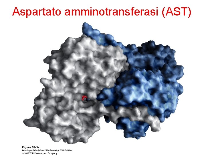 Aspartato amminotransferasi (AST) 
