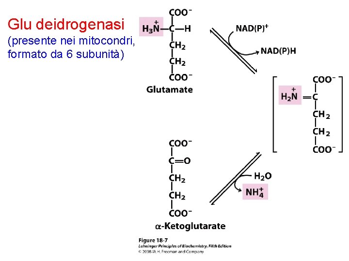 Glu deidrogenasi (presente nei mitocondri, formato da 6 subunità) 