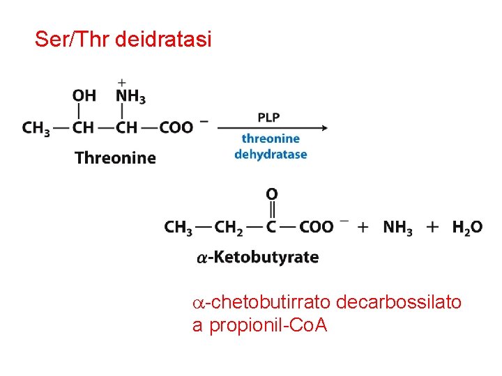 Ser/Thr deidratasi a-chetobutirrato decarbossilato a propionil-Co. A 