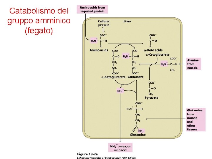 Catabolismo del gruppo amminico (fegato) 