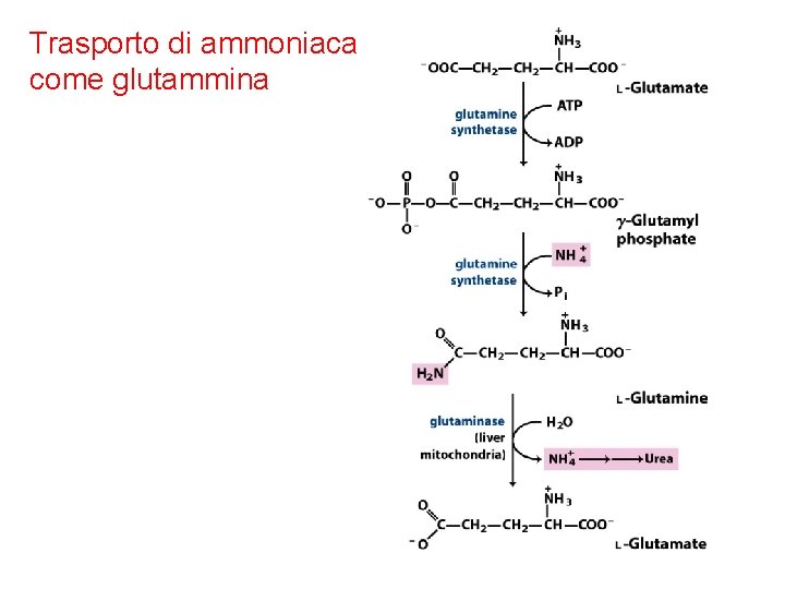 Trasporto di ammoniaca come glutammina 