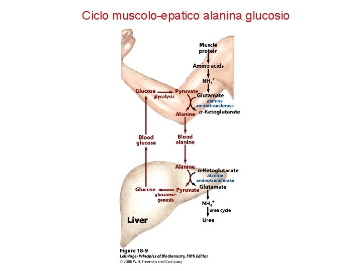 Ciclo muscolo-epatico alanina glucosio 
