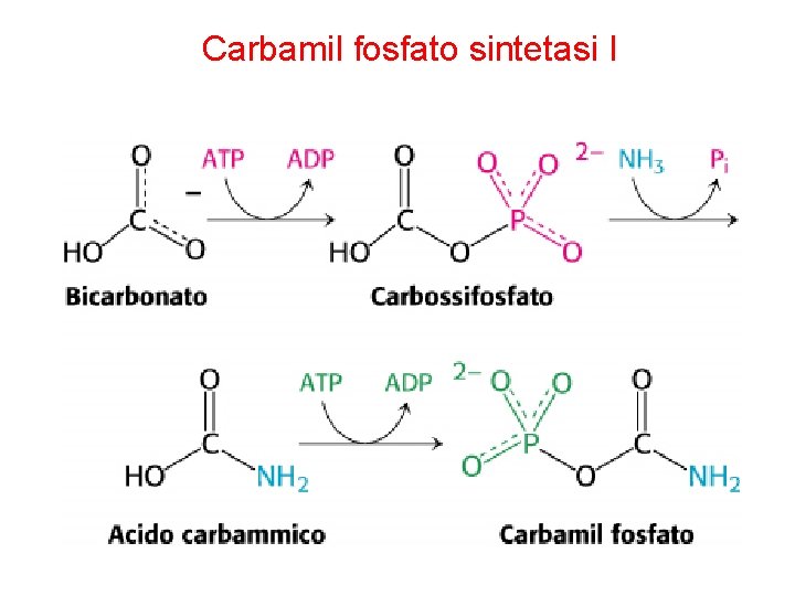 Carbamil fosfato sintetasi I 