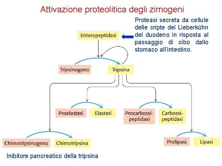 Attivazione proteolitica degli zimogeni Proteasi secreta da cellule delle cripte del Lieberkühn del duodeno