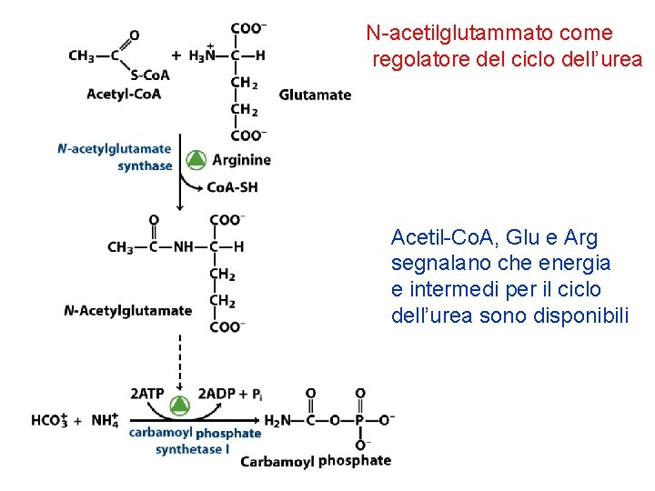 N-acetilglutammato come regolatore del ciclo dell’urea Acetil-Co. A, Glu e Arg segnalano che energia
