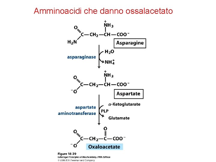 Amminoacidi che danno ossalacetato 