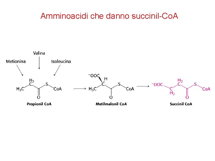 Amminoacidi che danno succinil-Co. A 