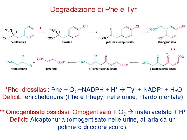 Degradazione di Phe e Tyr * ** *Phe idrossilasi: Phe + O 2 +NADPH