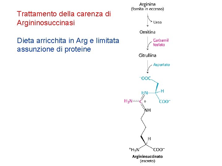 Trattamento della carenza di Argininosuccinasi Dieta arricchita in Arg e limitata assunzione di proteine