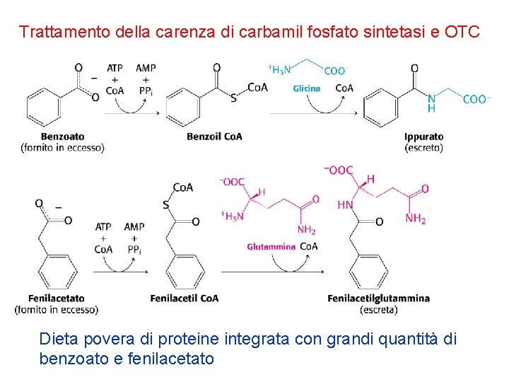 Trattamento della carenza di carbamil fosfato sintetasi e OTC Dieta povera di proteine integrata