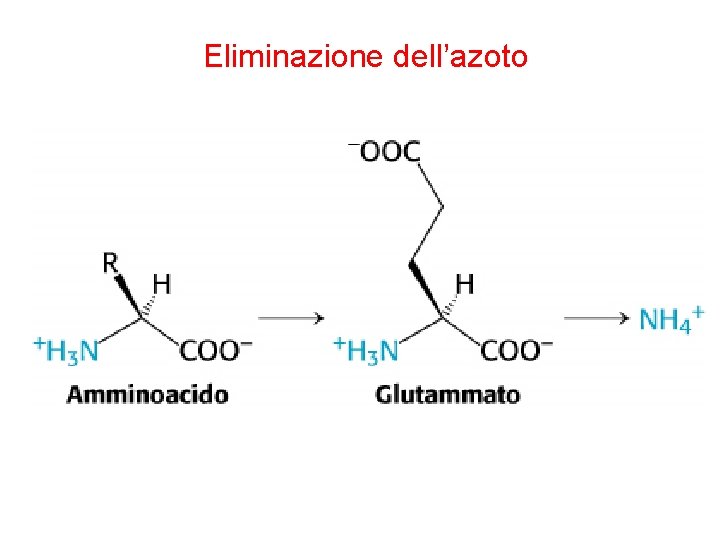 Eliminazione dell’azoto 